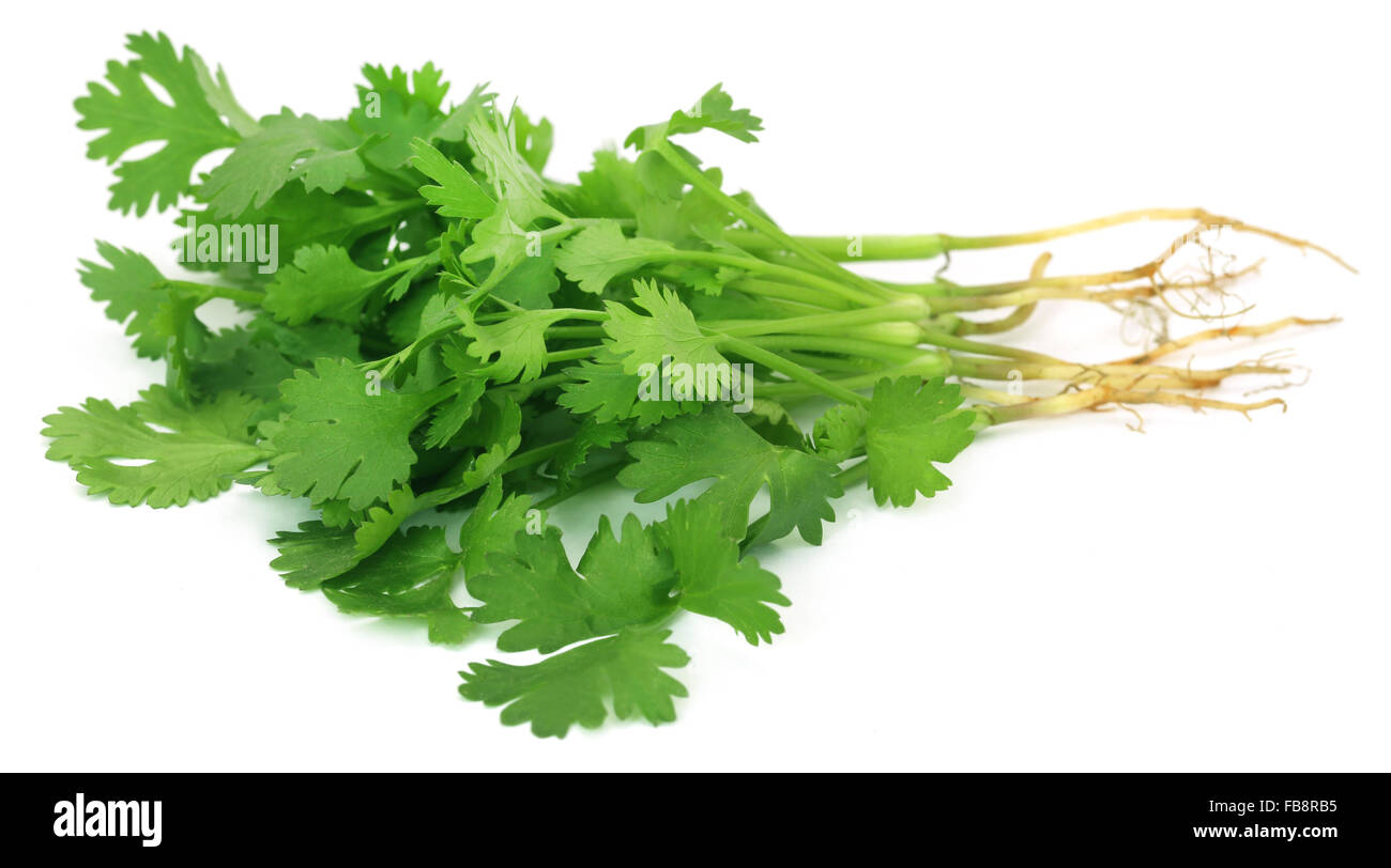 Bunch of fresh coriander leaves over white background Stock Photo