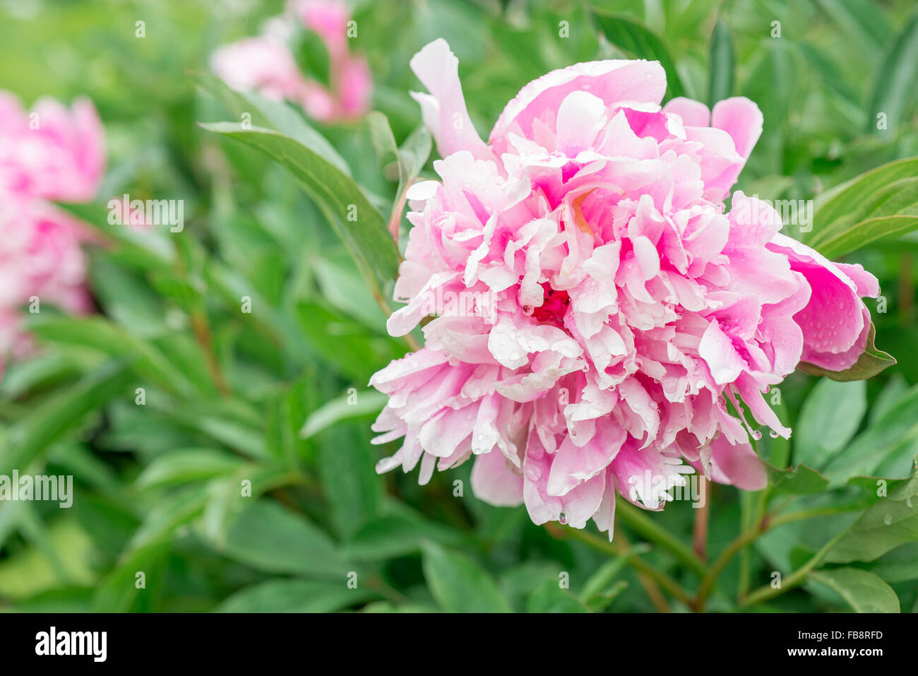 Flowers pink peonies in the garden Stock Photo - Alamy