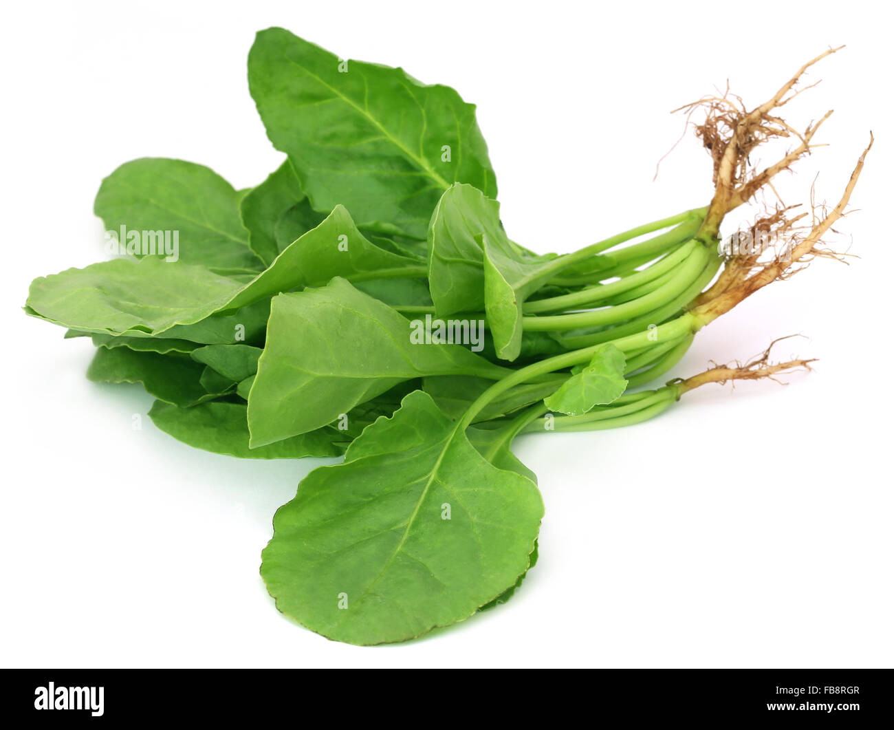 Fresh Spinach over white background Stock Photo - Alamy
