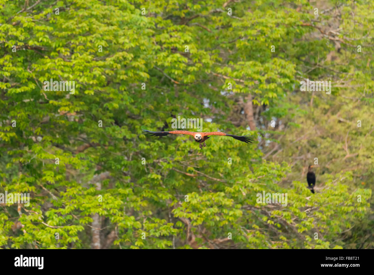 Black-collared Hawk (Busarellus nigricollis) in flight, Pantanal, Mato Grosso, Brazil Stock Photo