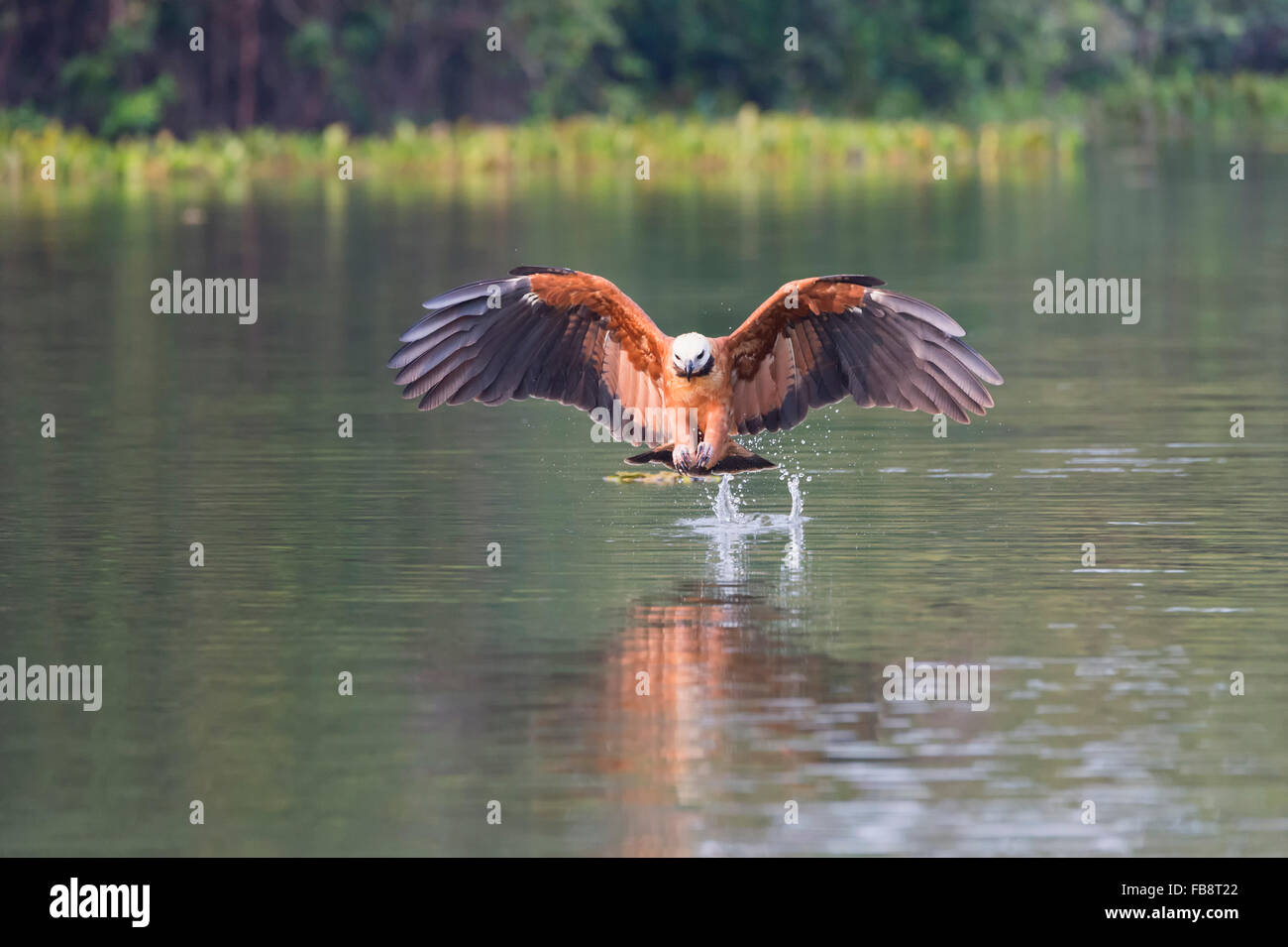 Black-collared Hawk (Busarellus nigricollis) fishing, Pantanal, Mato Grosso, Brazil Stock Photo