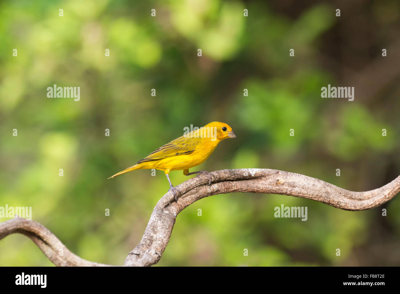 Saffron Finch (Sicalis flaveola) on a branch, Pantanal, Mato Grosso, Brazil Stock Photo
