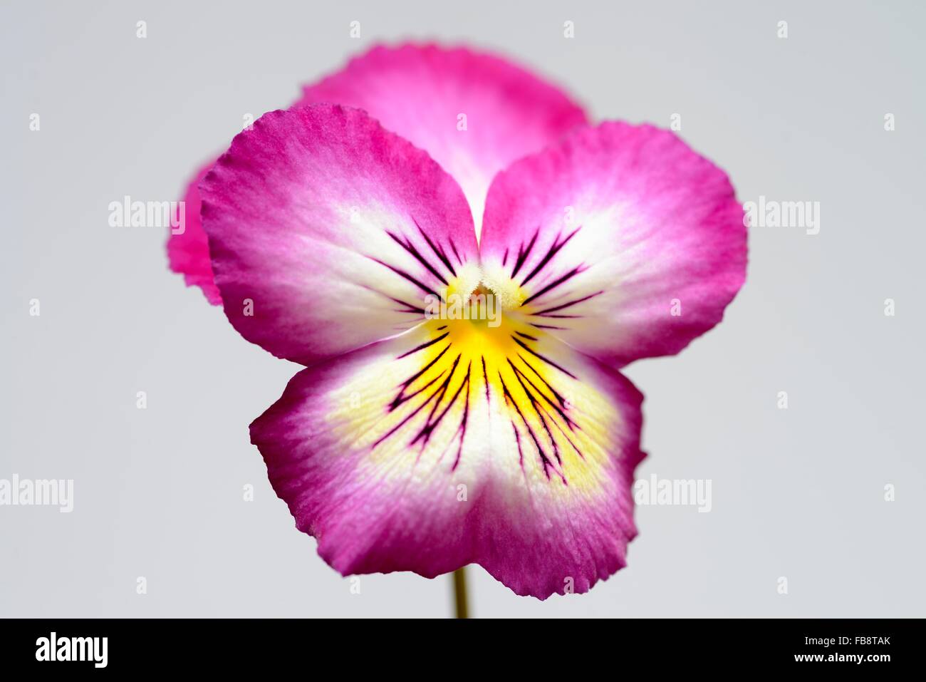 pink pansy flower