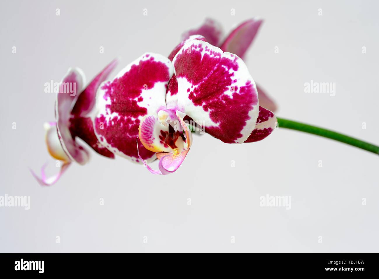 purple orchid isolated Stock Photo