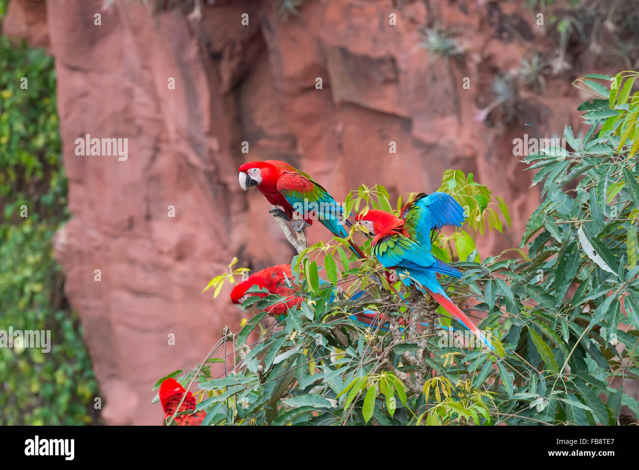 Red-and-green Macaws (Ara chloropterus), Buraco das Araras, Mato Grosso do Sul, Brazil Stock Photo
