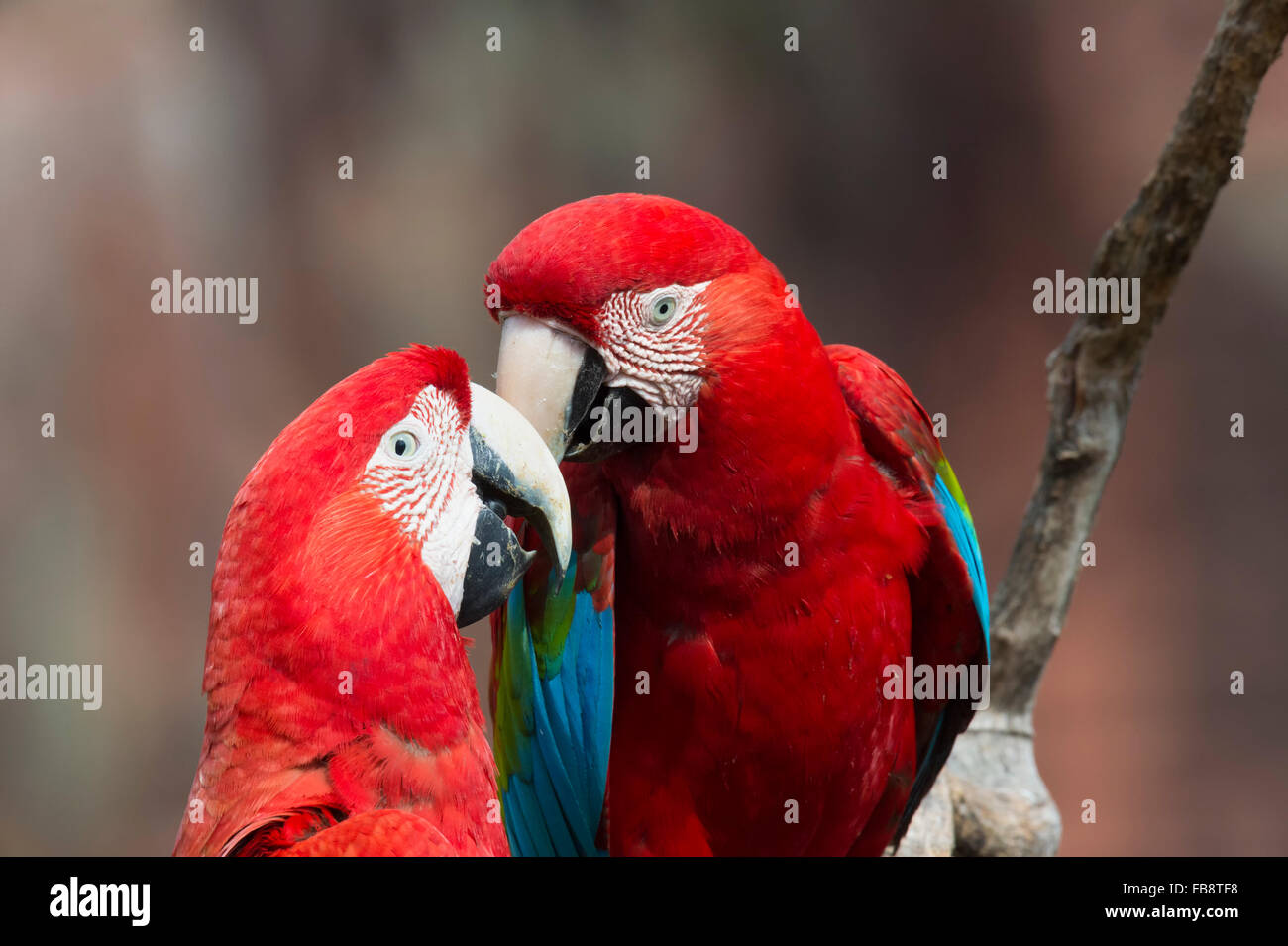 Playful Red-and-green Macaws (Ara chloropterus), Buraco das Araras, Mato Grosso do Sul, Brazil Stock Photo