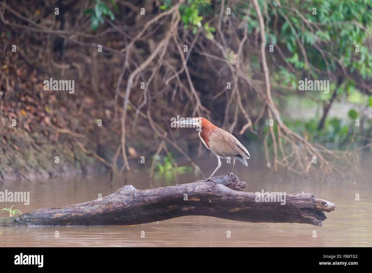Male Rufescent Tiger-Heron (Tigrisoma lineatum) in mangrove, Pantanal ...