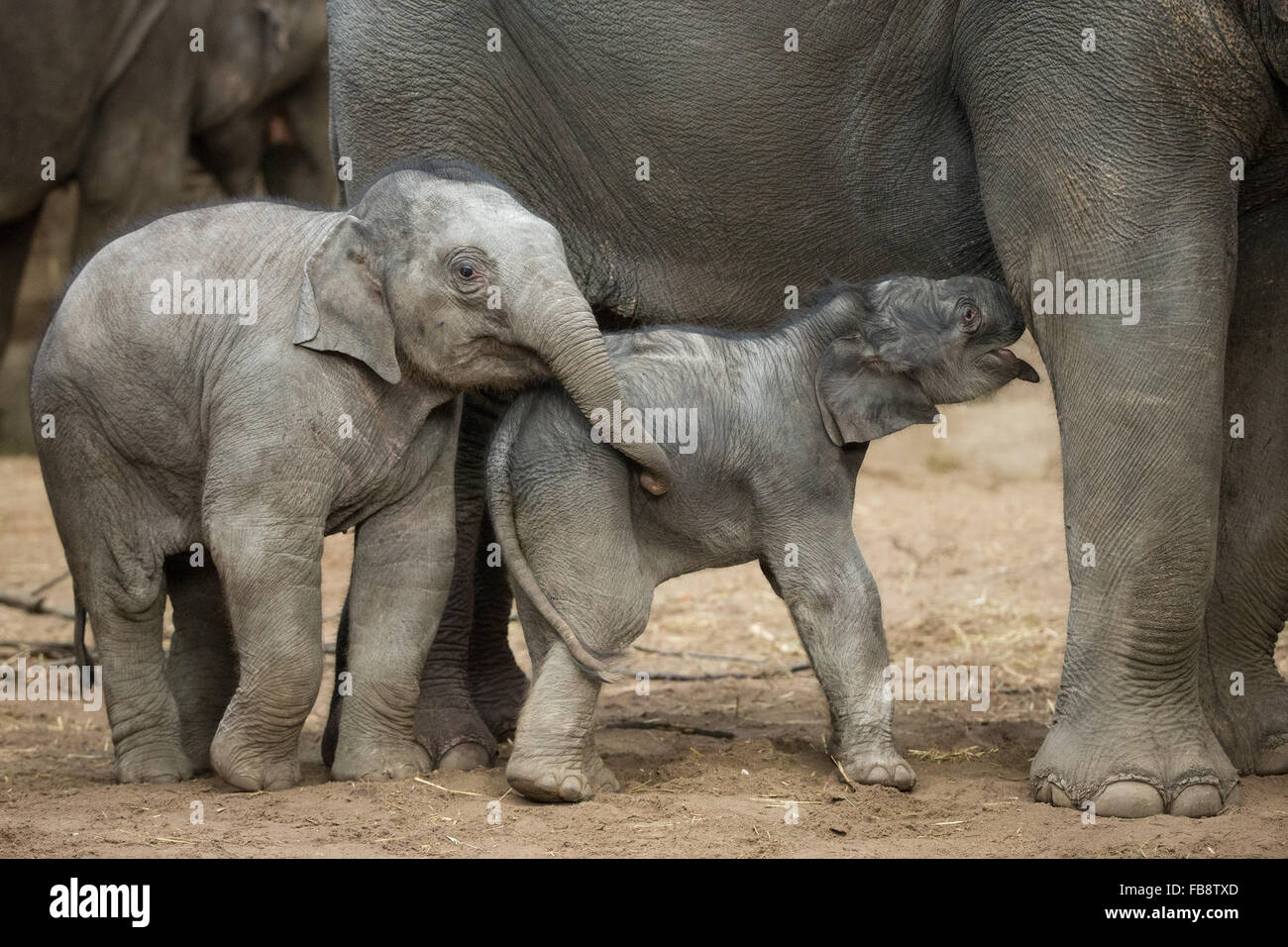 Hamburg, Germany. 12th Jan, 2016. Hamburg, Germany. 12th January, 2016. A newborn bull elephant stands under his mother Kandy and next to 6-month-old female elephant Anjuli (l) at Hagenbeck Zoo in Hamburg, Germany, 12 January 2016. The little Asian elephant was born on 11 January 2016. PHOTO: CHRISTIAN CHARISIUS/DPA/Alamy Live News Credit:  dpa/Alamy Live News Stock Photo