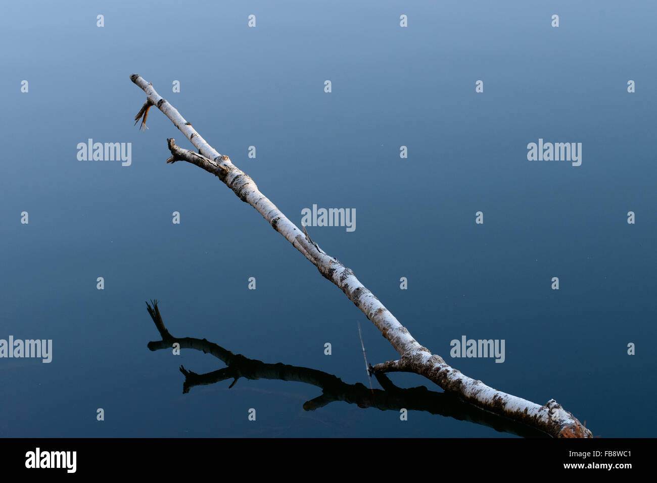 Birkenast im Wasser | birch branch in water Stock Photo