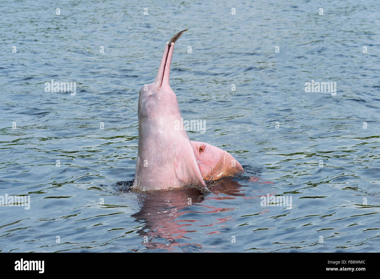 Amazon pink dolphin jumping hi-res stock photography and images - Alamy