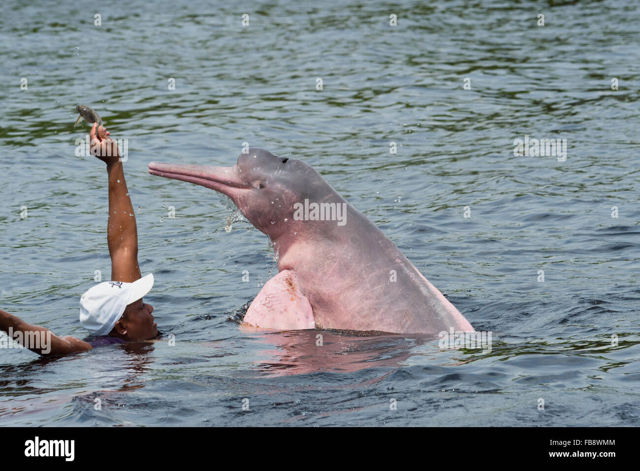 Amazon River Dolphin High Resolution Stock Photography And Images Alamy