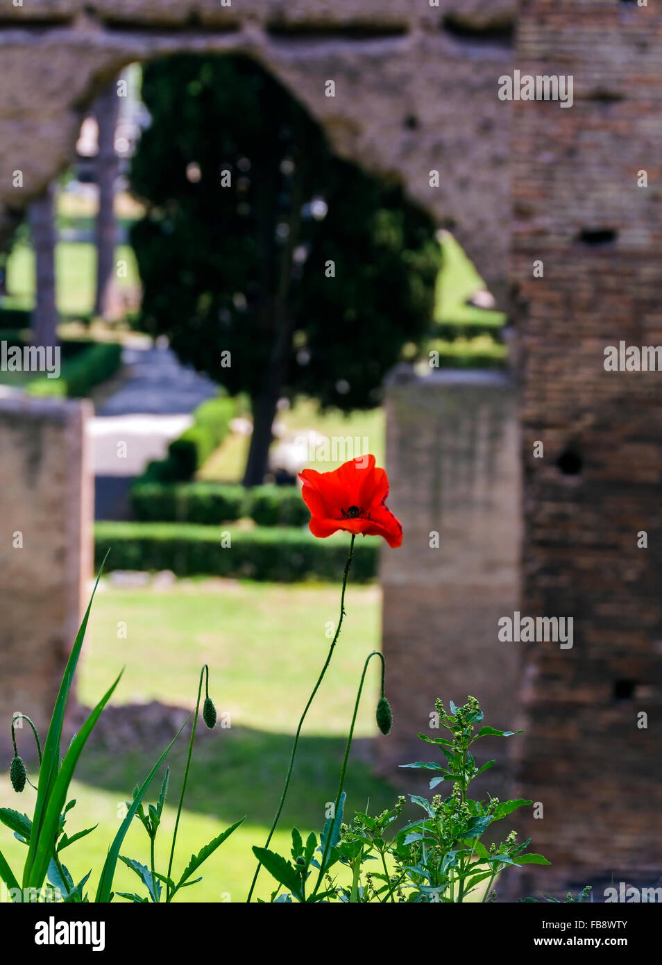 A poppy flowering high up on the walls of the Caracalla Baths in Rome ...