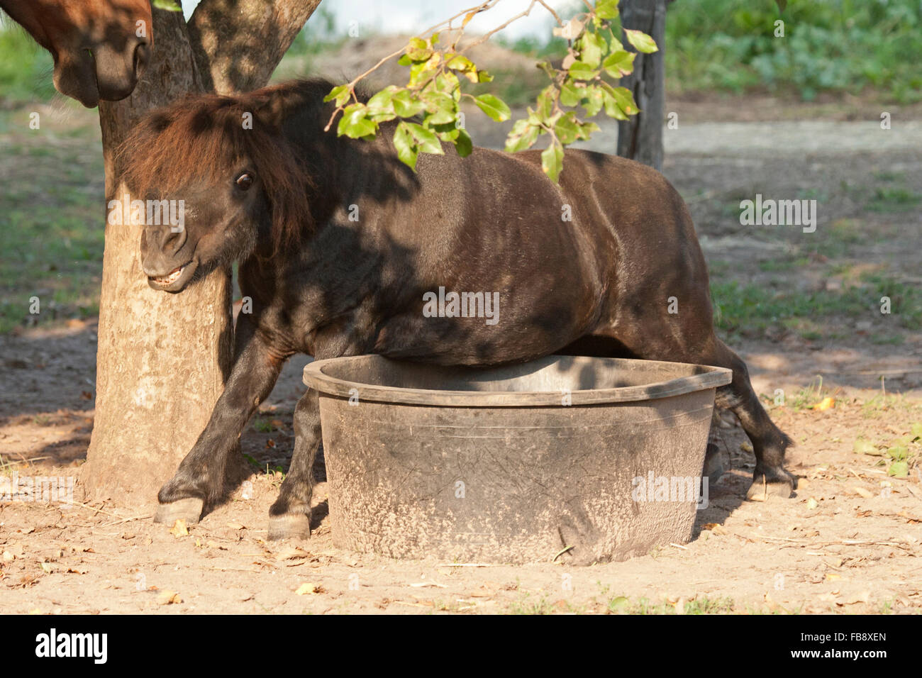 Black miniature horse scratches itchy belly on feed tub Stock Photo Alamy