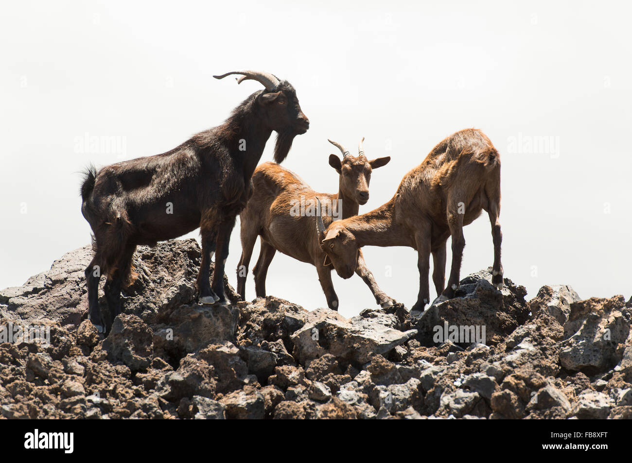 Feral Goats in Hawaii Stock Photo Alamy