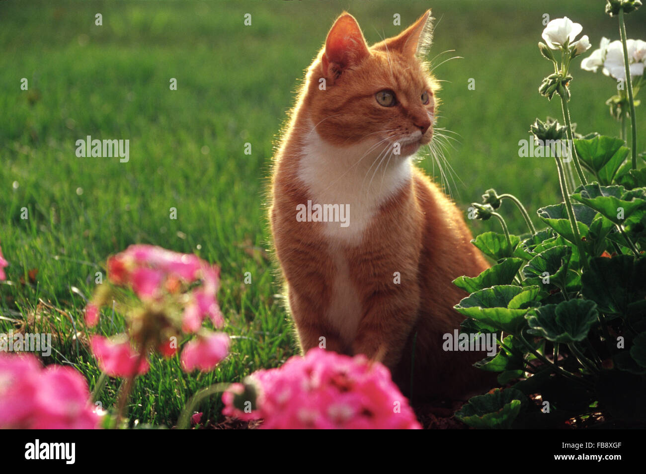 Orange tabby cat sitting white hi-res stock photography and images - Alamy