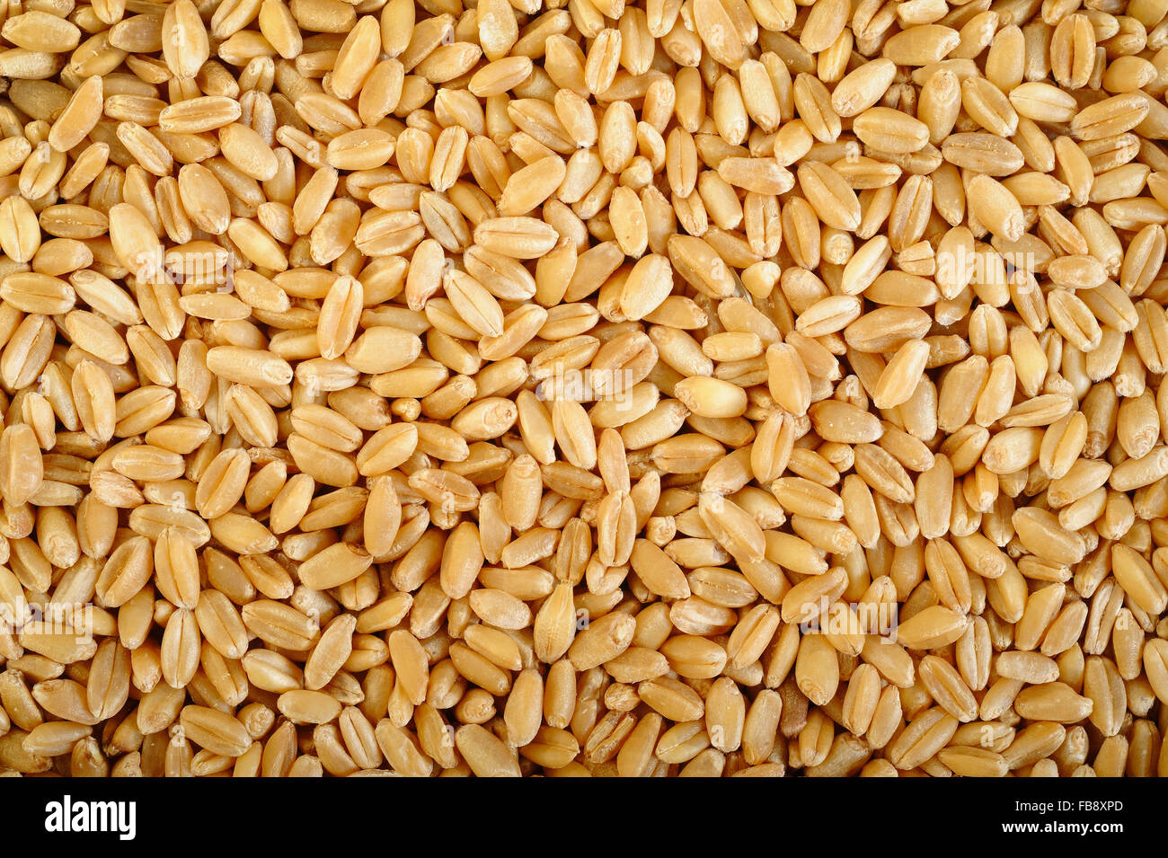pearl barley grains background Stock Photo