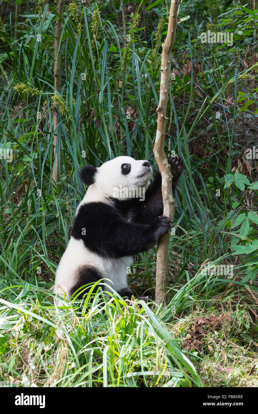 Two years aged young giant Panda (Ailuropoda melanoleuca), China Conservation and Research Centre for the Giant Pandas, Chengdu, Stock Photo