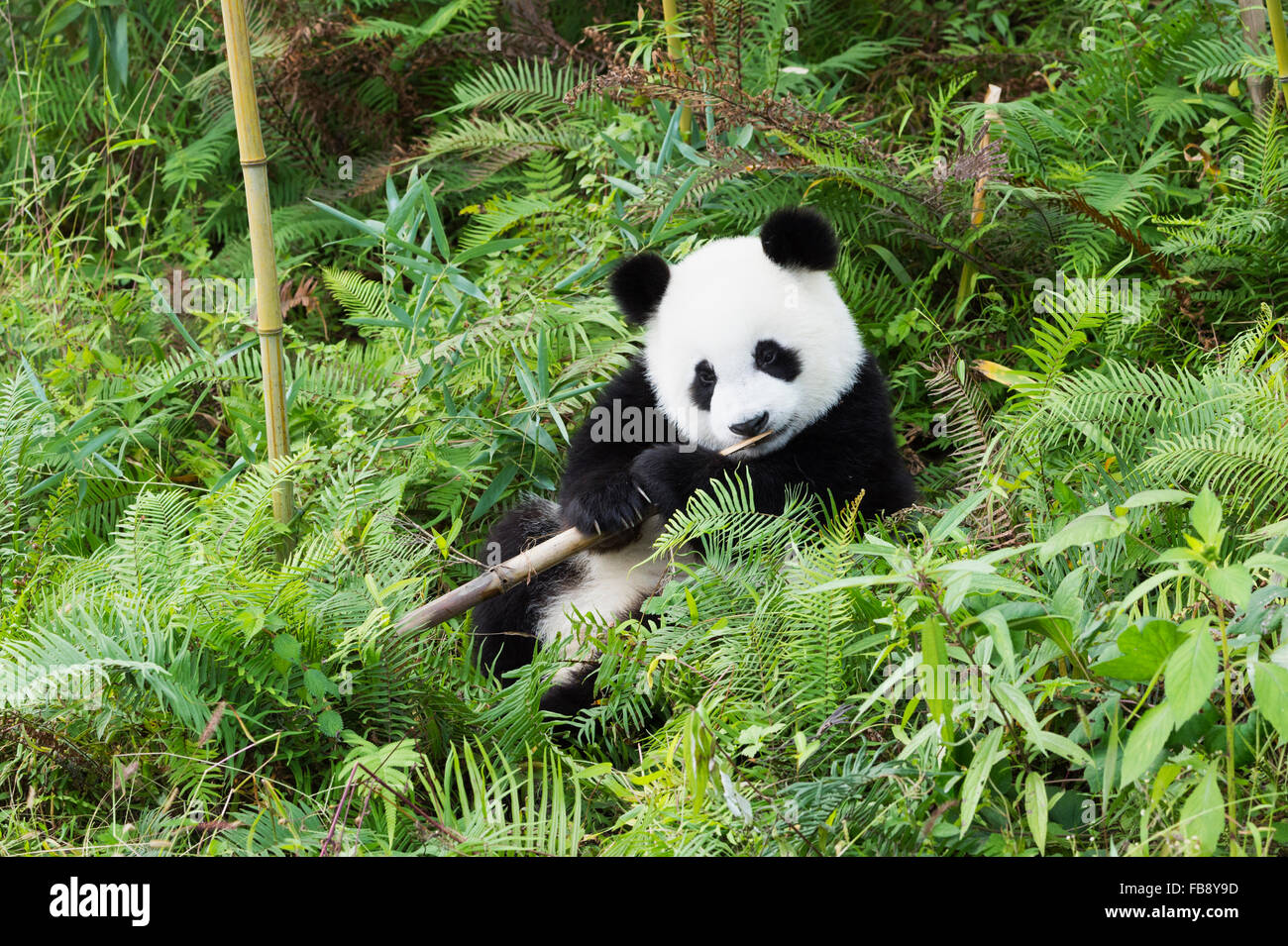 Two years aged young Giant Panda (Ailuropoda melanoleuca), China Conservation and Research Centre for the Giant Pandas, Chengdu, Stock Photo