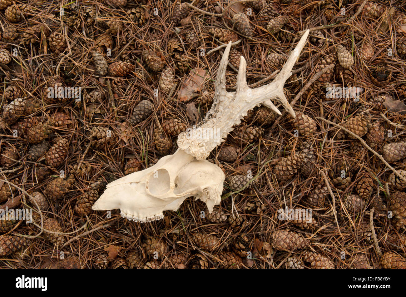 Skull and antlers of Roe Deer [Capreolus capreolus]. Sussex, UK Stock ...