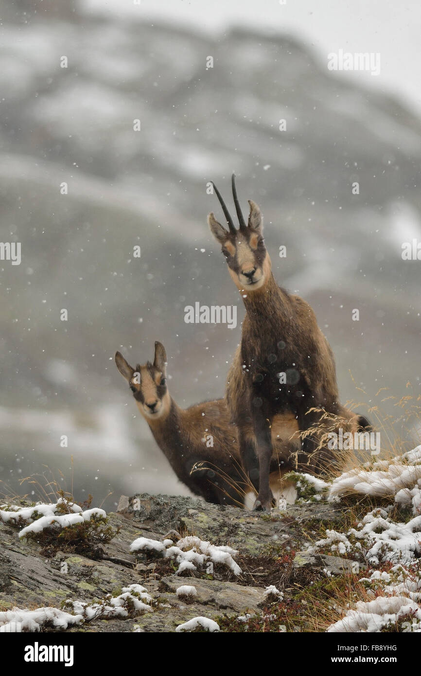 Chamois in Gran Paradiso National Park Italy Stock Photo
