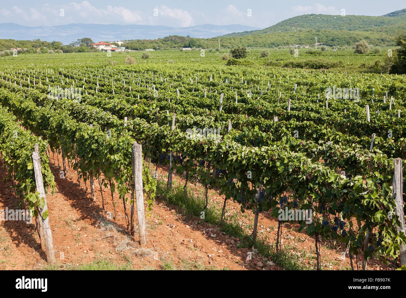 Vineyards of Katunar winery, Vrbnik, Krk Island, Croatia Stock Photo