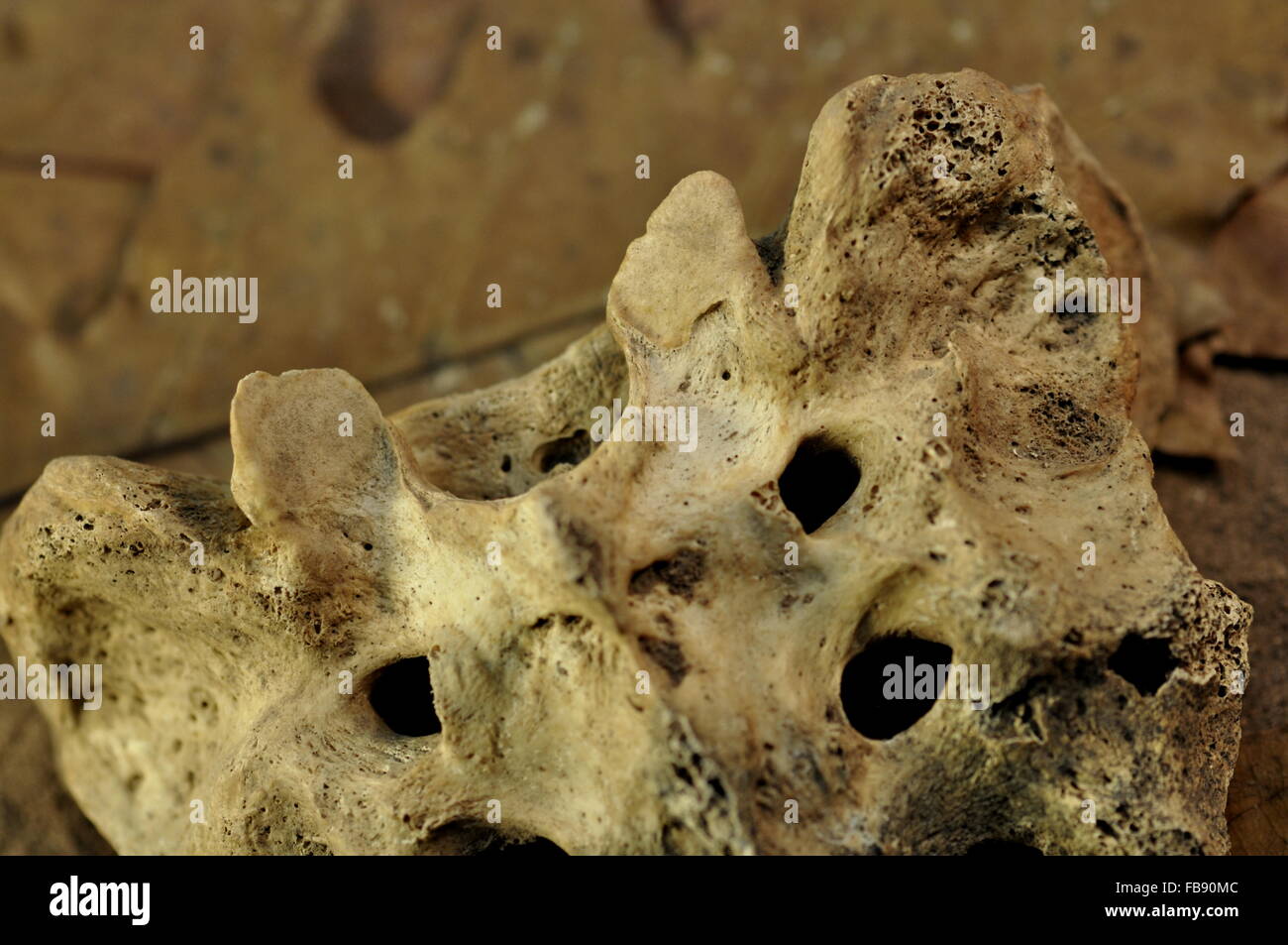 Human skeleton bones Stock Photo