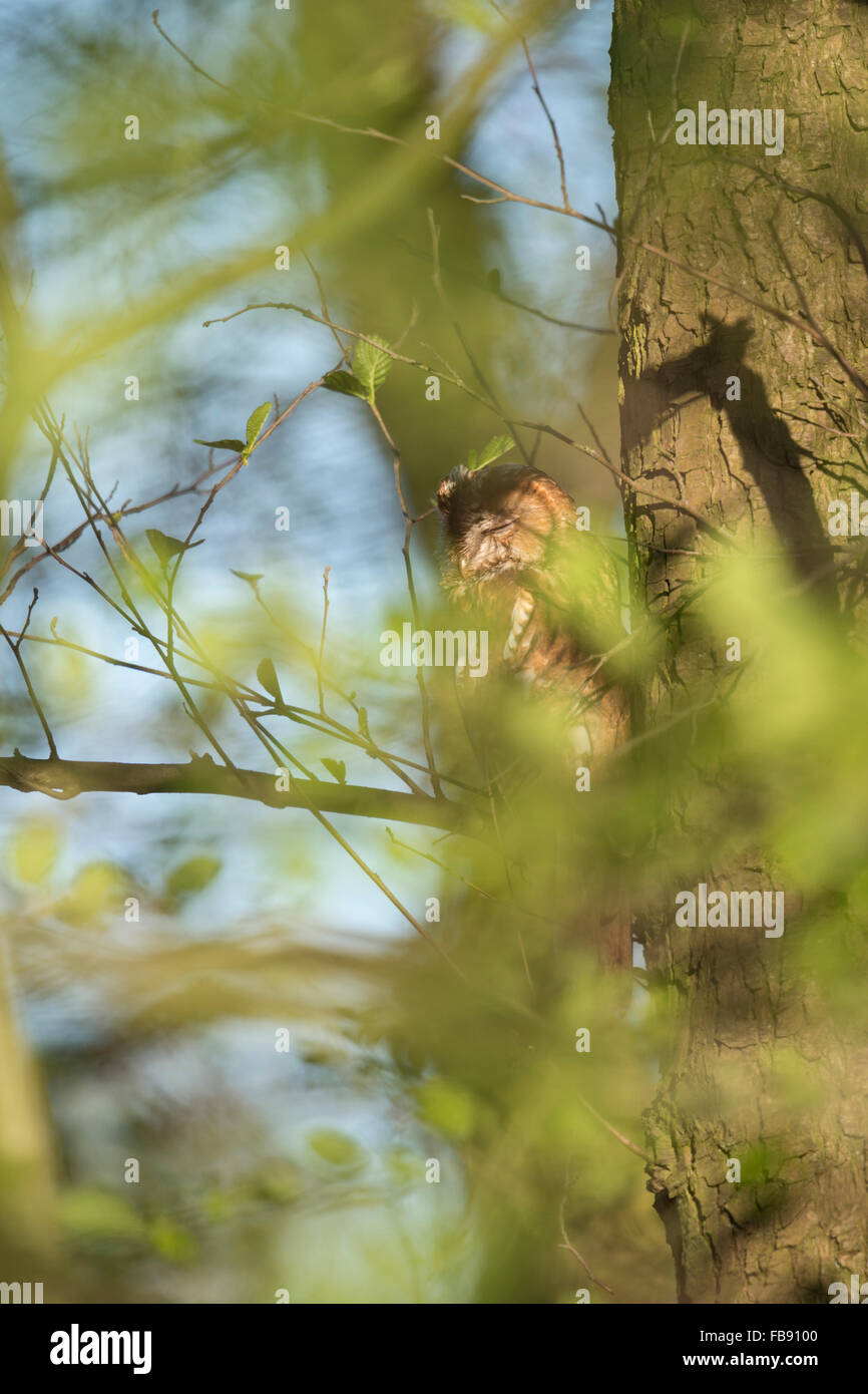 Tawny Owl ( Strix aluco ) sleeps over the day high up in a tree, well hidden between green leaves, well camouflaged (Germany). Stock Photo