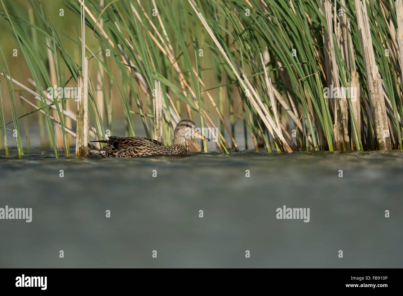 Shy Gadwall Duck / Schnatterente ( Anas strepera ) swims in front of reed, holds close to a reed belt. Stock Photo
