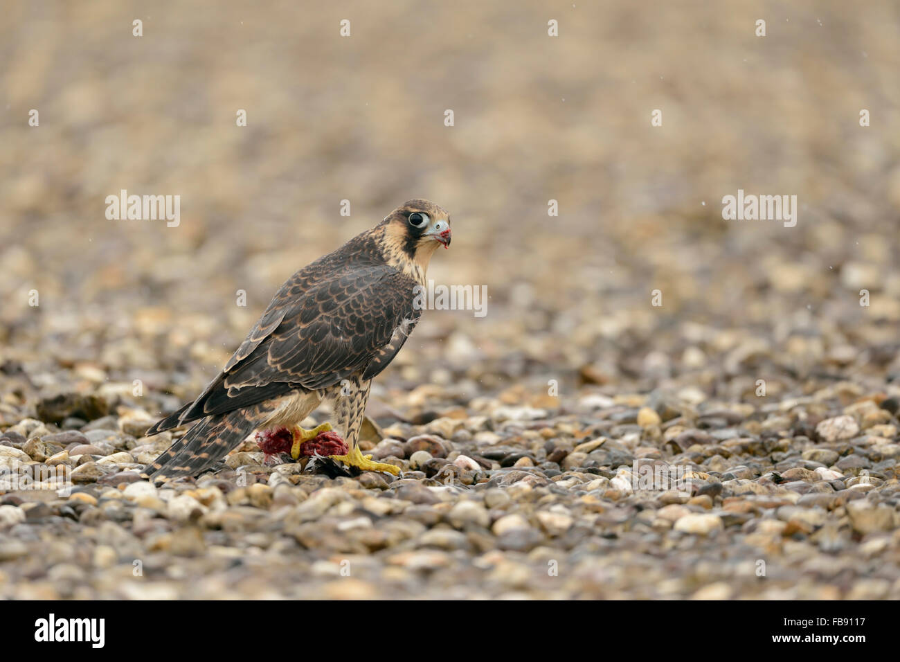 Peregrine Falcon / Wanderfalke ( Falco peregrinus ) sits on a graveled roof on top of an industrial building, feeding a pigeon. Stock Photo