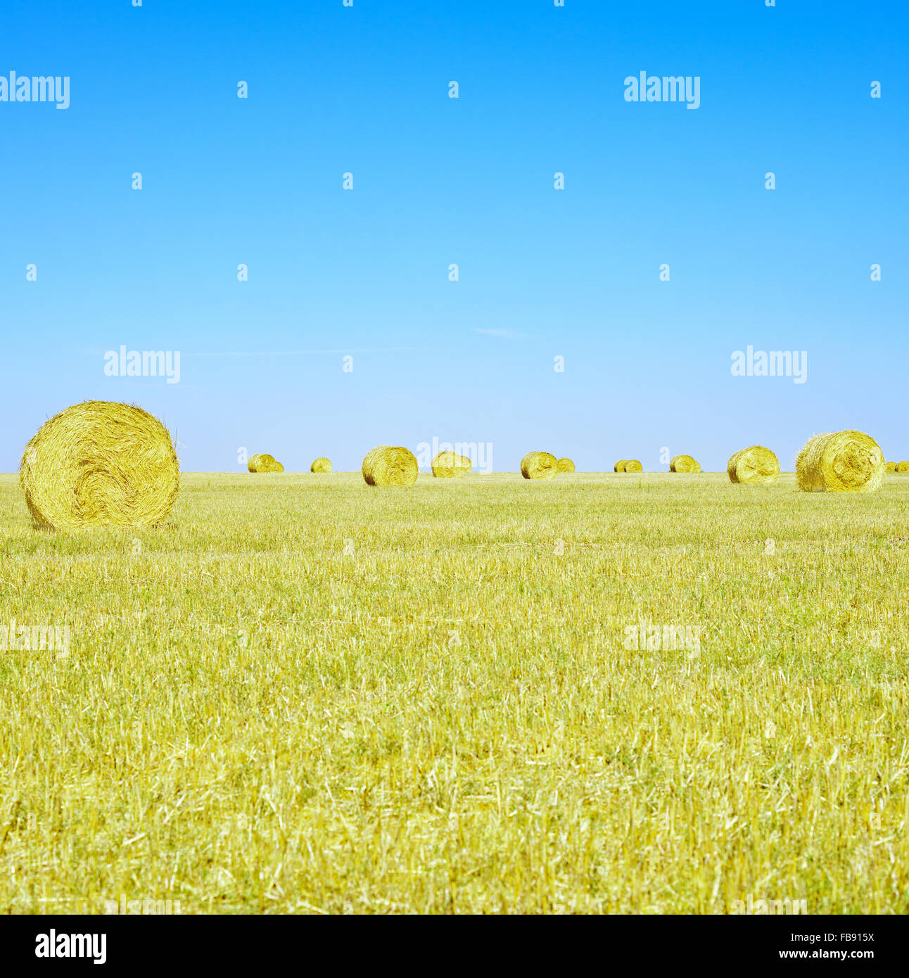 Hay rolls on horizon, blue sky and yellow field in summertime. Stock Photo