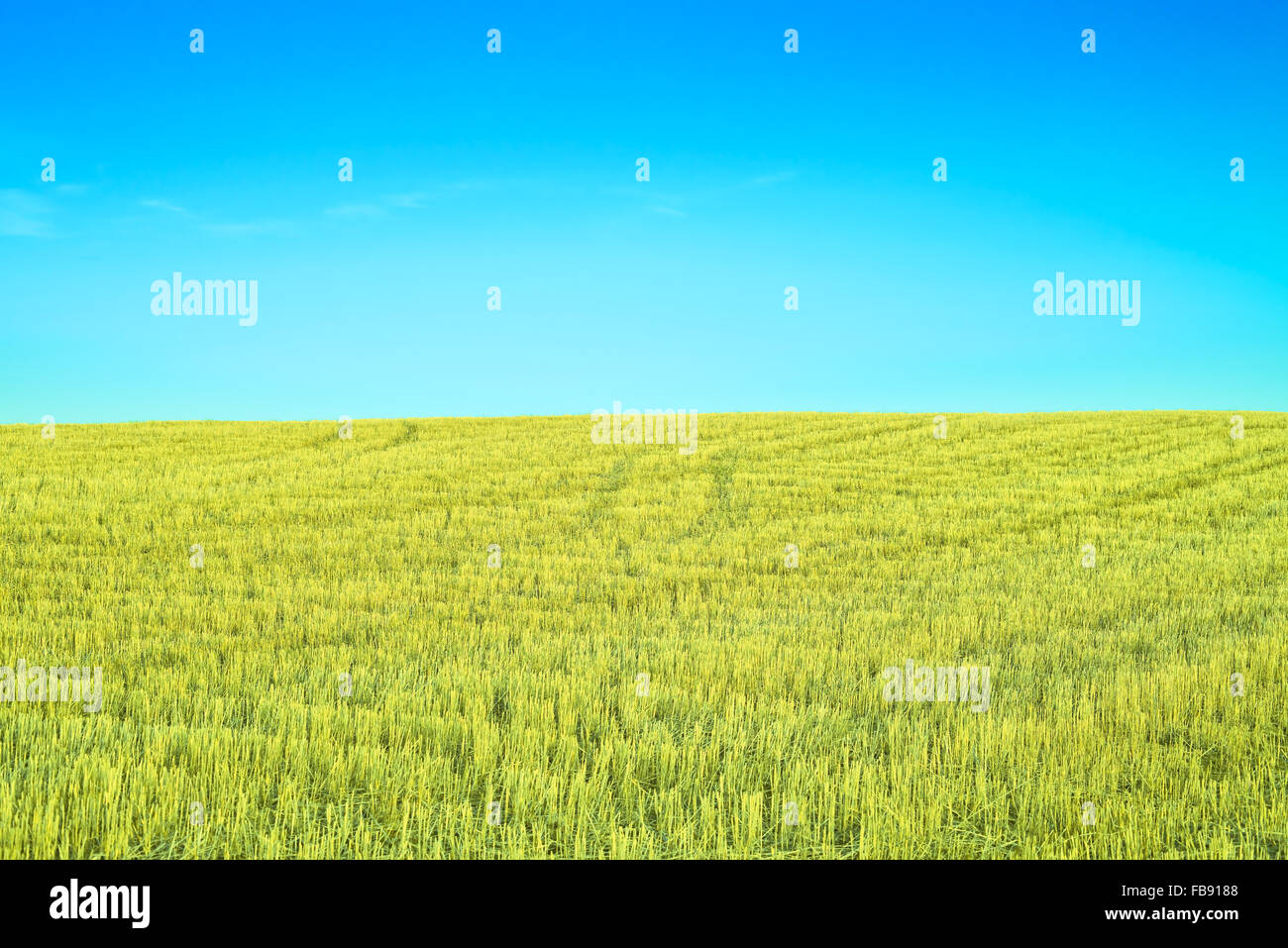 Harvested Wheat Field with a clear sky and tracks in summer Stock Photo