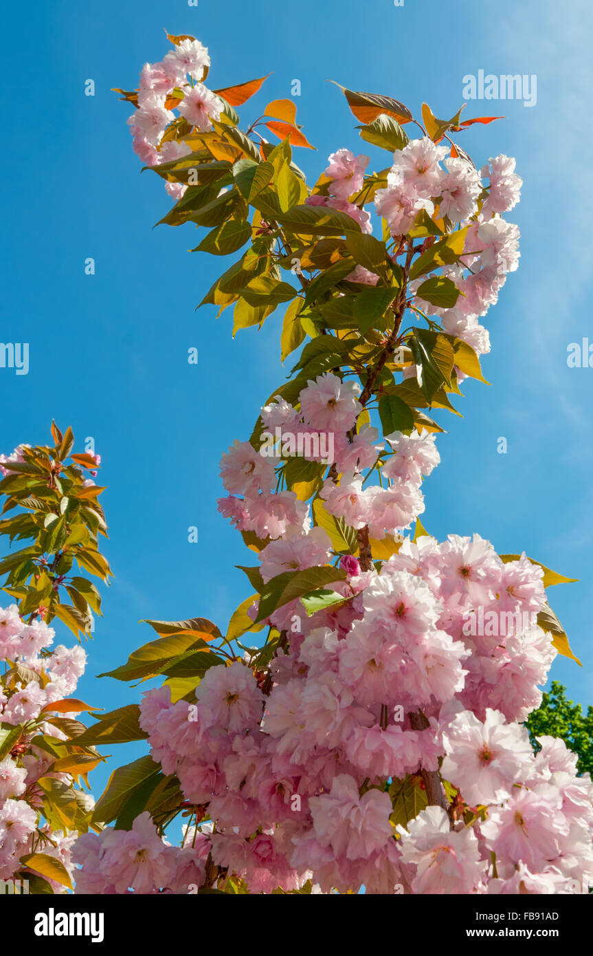 Sakura spring blossoms against the blue sky Stock Photo - Alamy