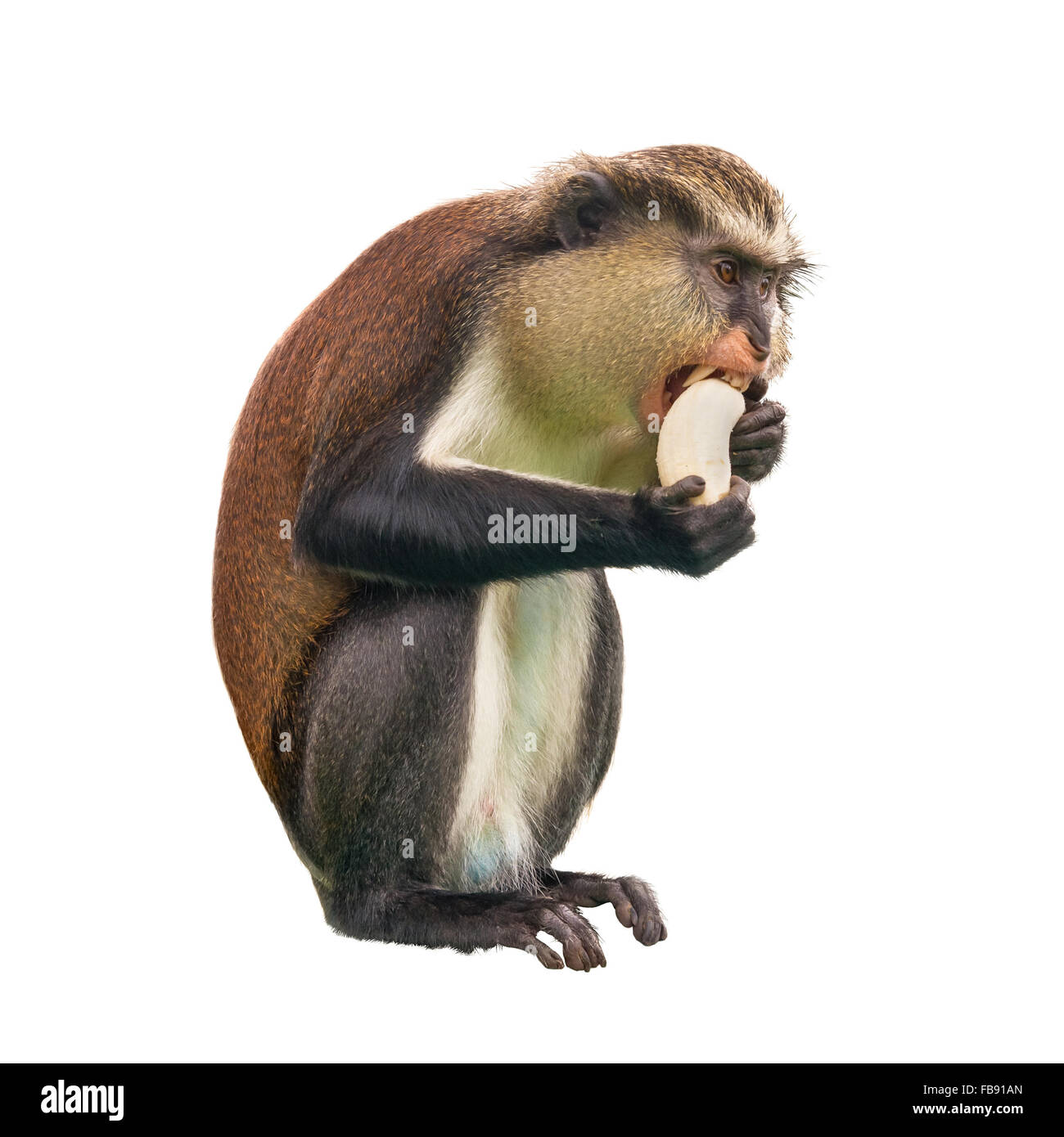 Monkey with a banana on a white background Stock Photo