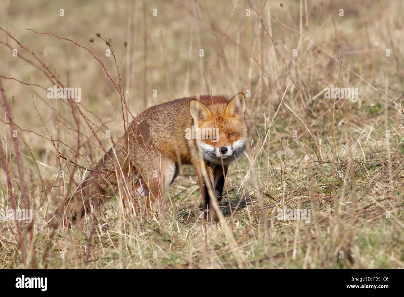 Red Fox (Vulpes vulpes) sneaking around out on a marshland bank. Stock Photo