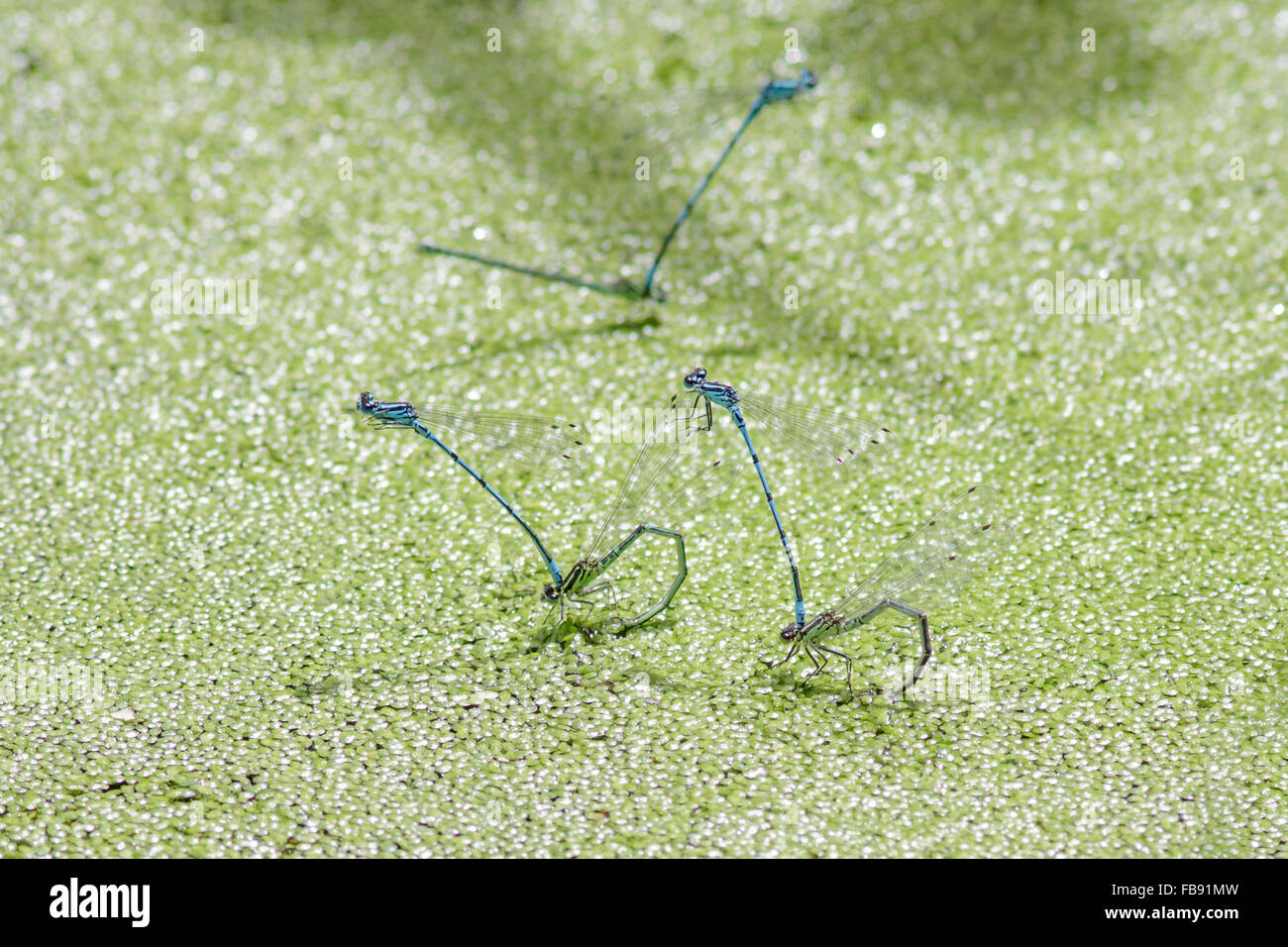 Azure Damselflies (Coenagrion puella) laying eggs or ovipositing under the duck weed. Stock Photo
