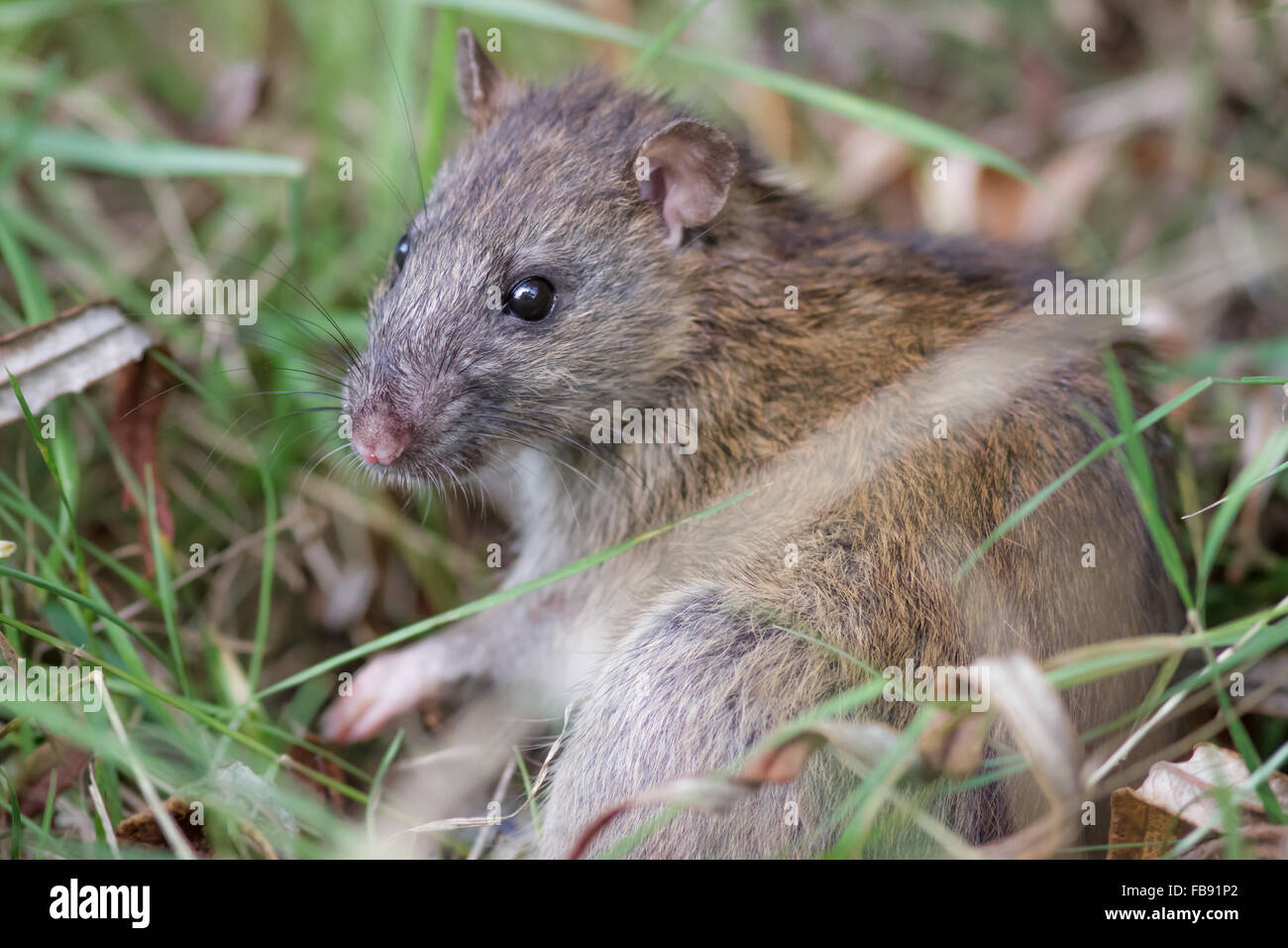 Brown Rat (Rattus novegicus) in the undergrowth Stock Photo - Alamy