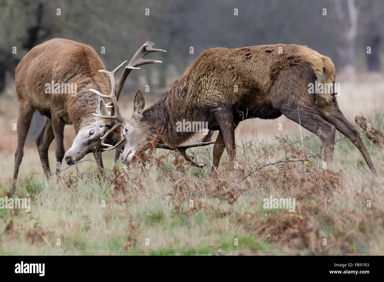 Red Deer rut stags (Cervus elaphus) fighting sparring or dueling in winter. Stock Photo