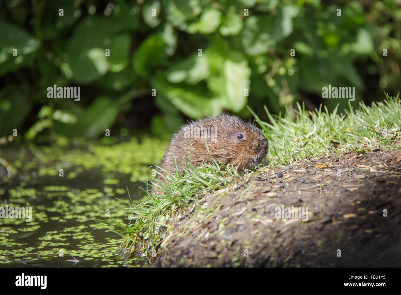 Water Vole (Arvicola amphibius) climbing up onto the river bank Stock