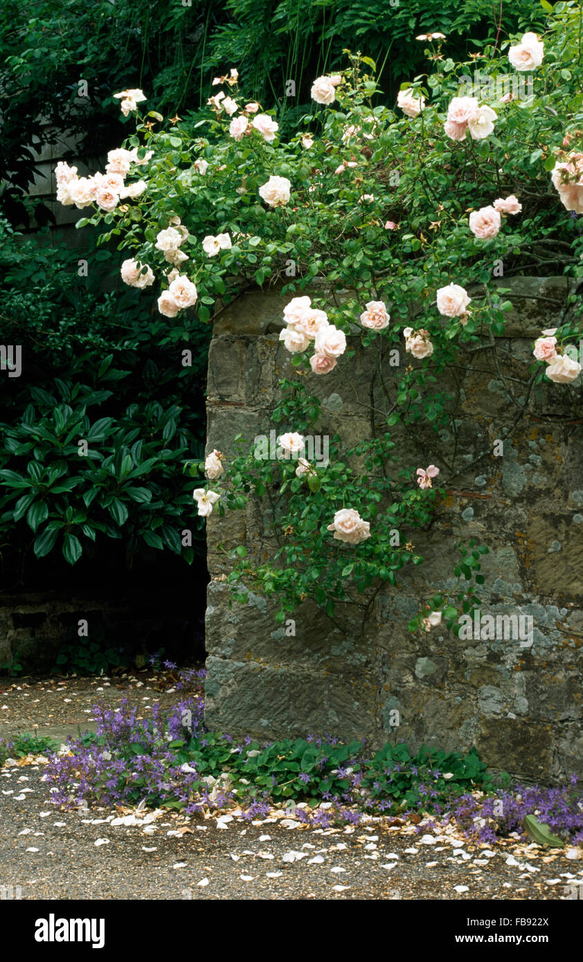 Pale pink climbing roses on old stone wall in country garden Stock Photo