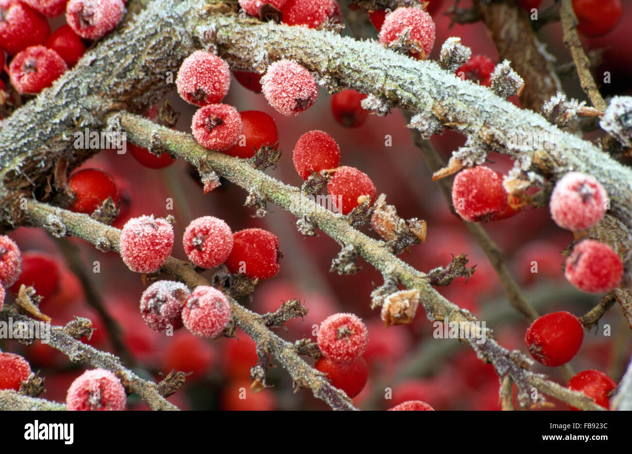 Close-up of the frosted red berries of Cotoneaster Horizontalis Stock Photo