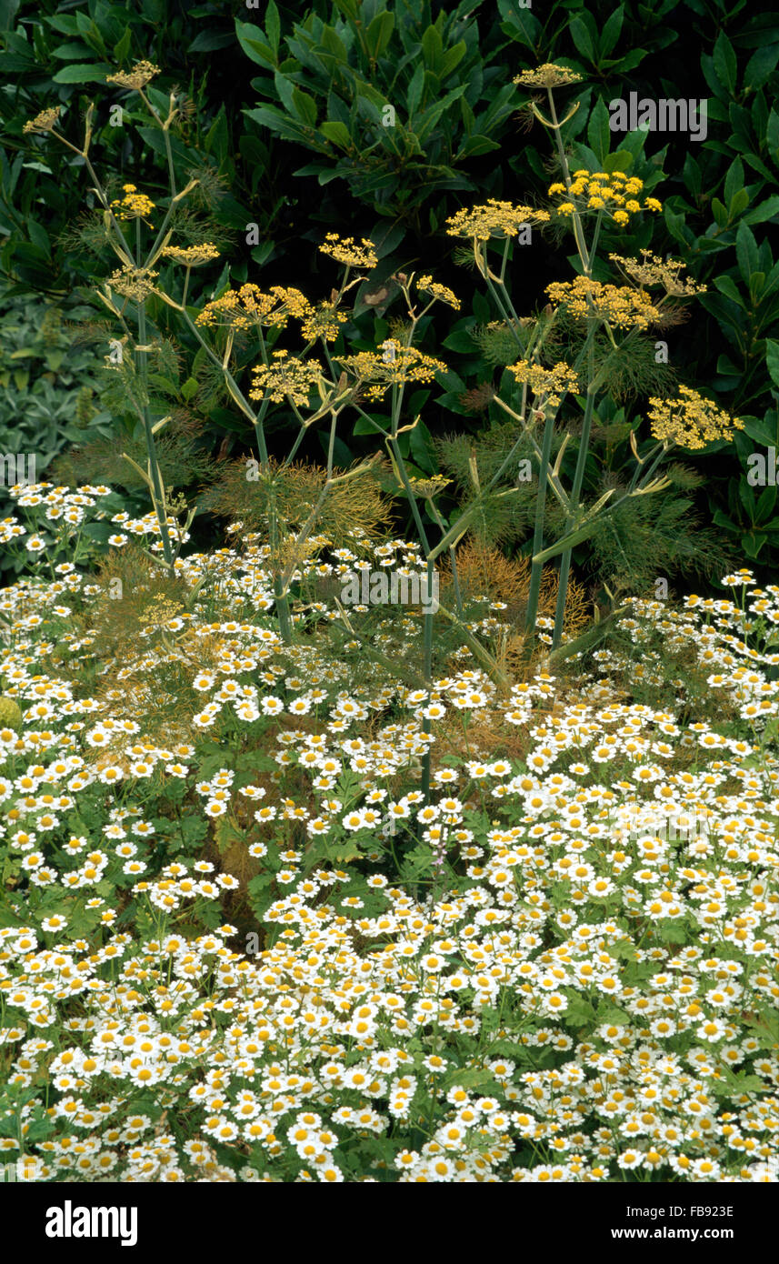 Close-up of feverfew and fennel growing in a herb border Stock Photo