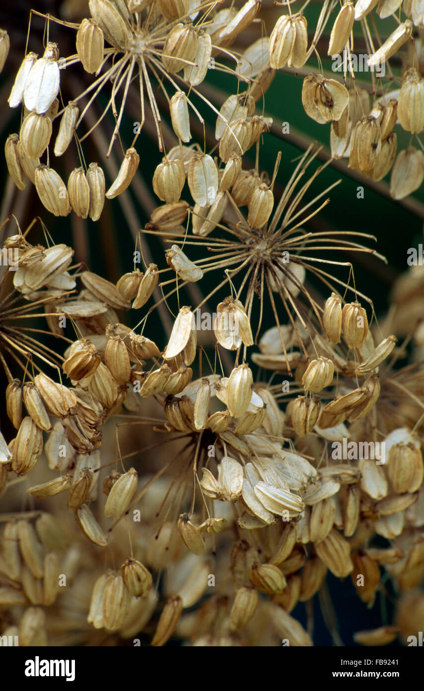 Vivid Allium Seeds Wallpaper for Desktop Vivid Allium Seeds Wallpaper for Desktop