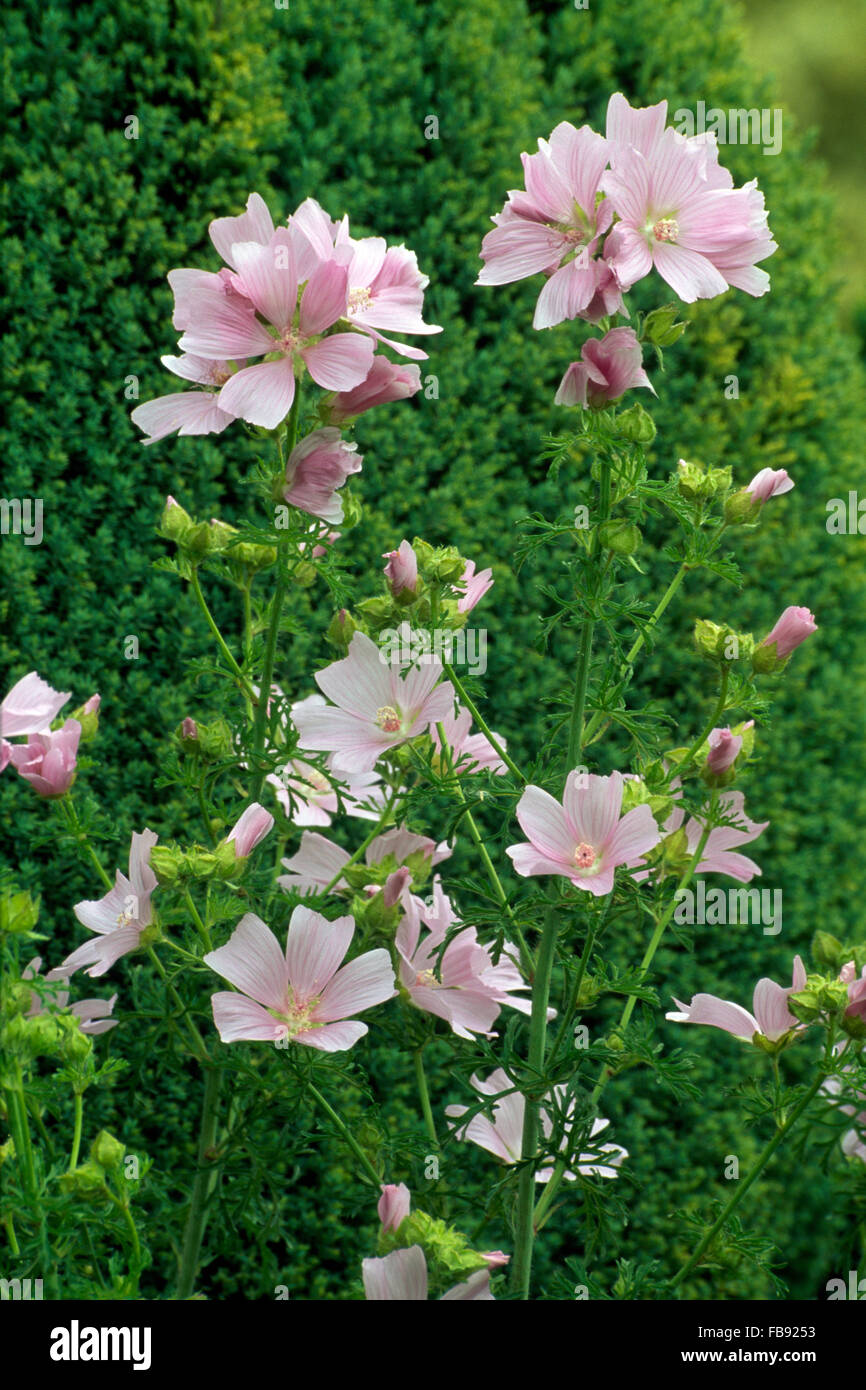 Close-up of pale pink Lavatera 'Barnsley' Stock Photo