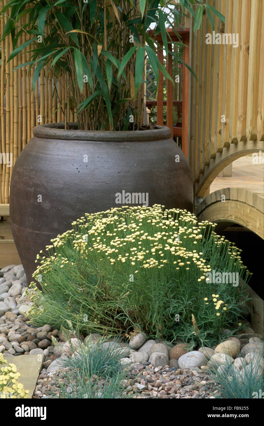 Clipped Helichrysum growing in pebbles beside a black pot with an arundinaria Stock Photo