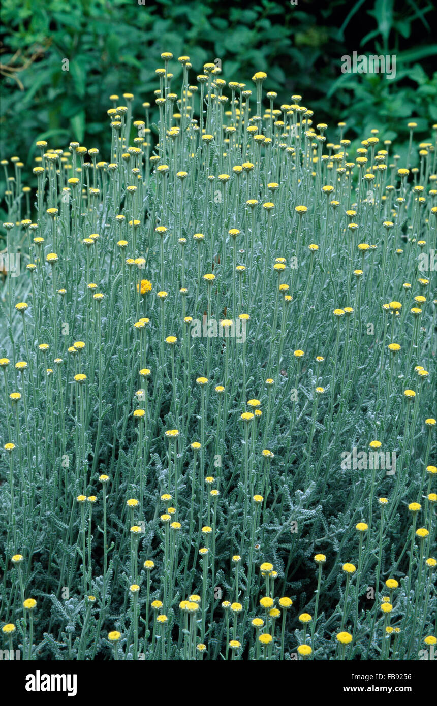 Close-up of Helichrysum 'Italicum' Stock Photo
