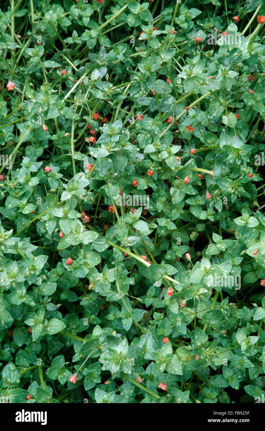 Close-up of a creeping green plant with a small red flower Stock Photo