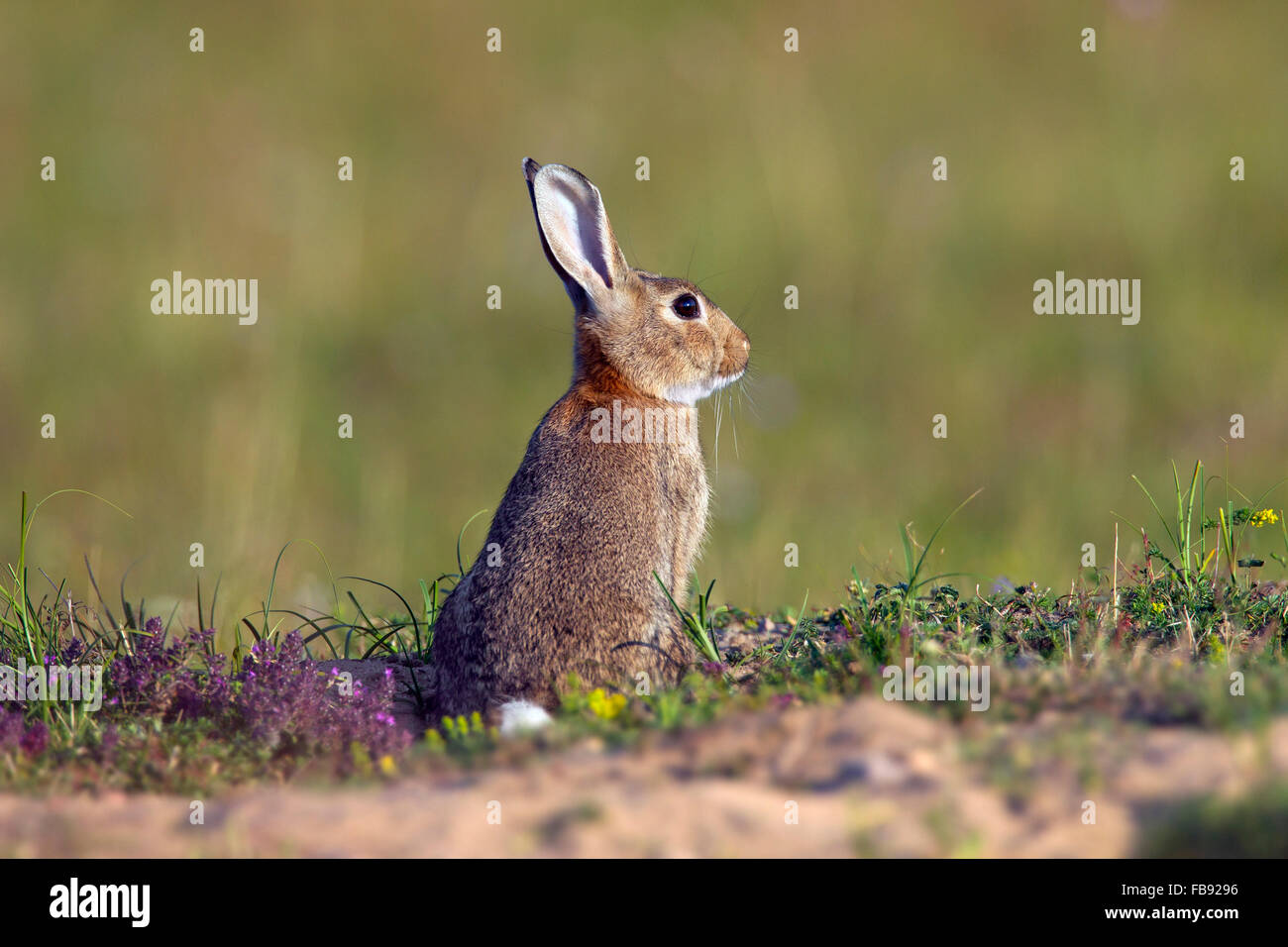 Young European rabbit / common rabbit (Oryctolagus cuniculus) sitting in meadow Stock Photo