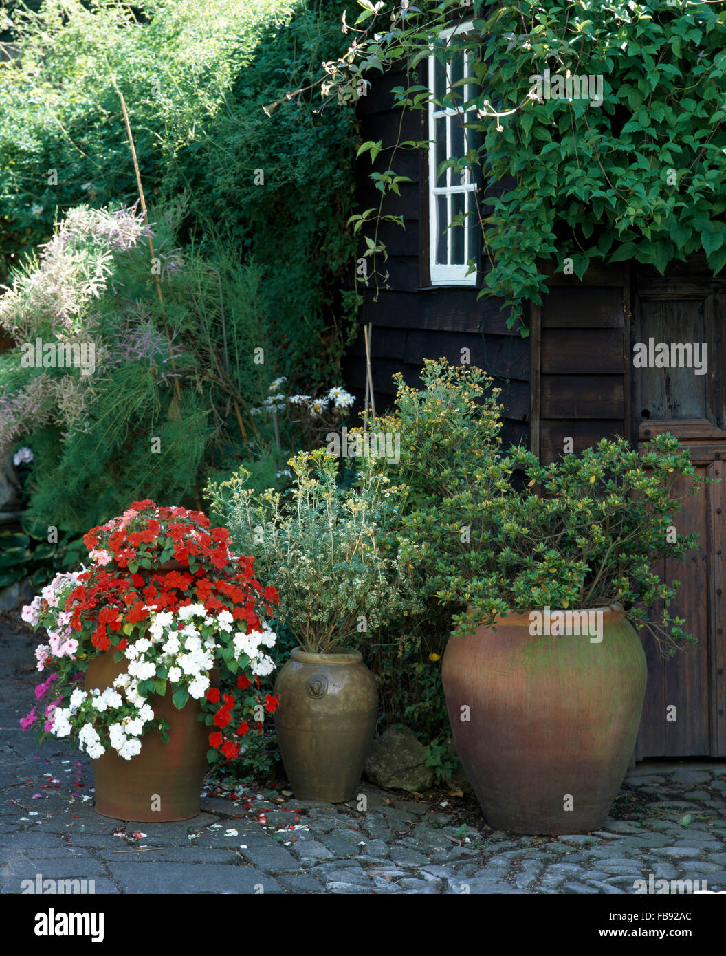 Red and white impatiens in a terracotta pot beside pots of small shrubs outside a small cottage Stock Photo