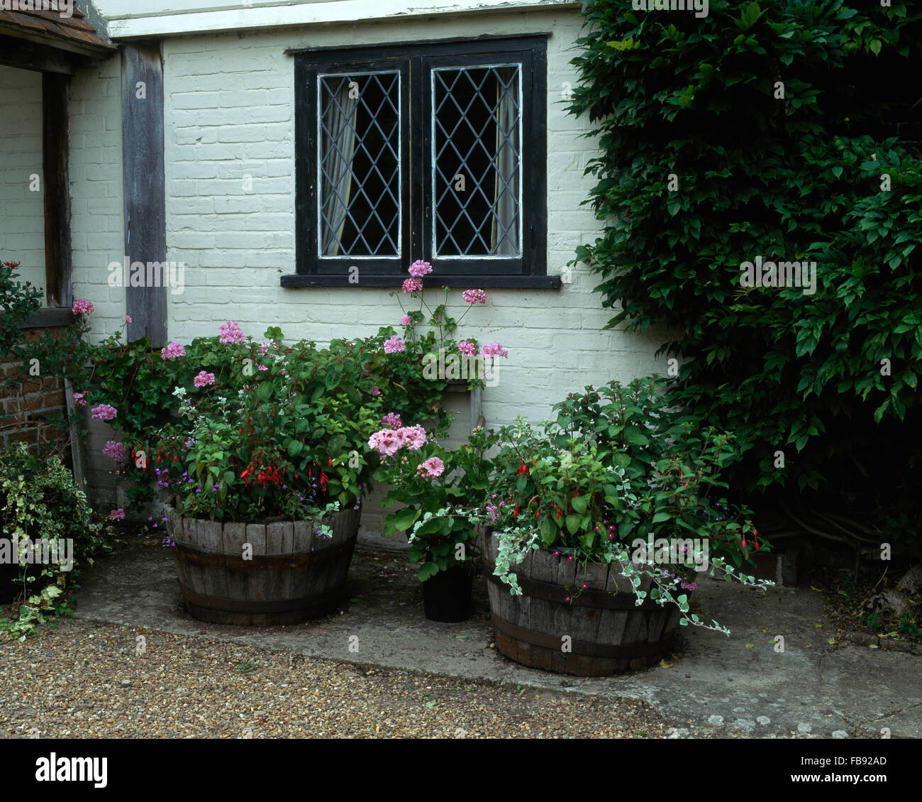 Pink pelargoniums in wooden barrels below lattice window of white cottage Stock Photo