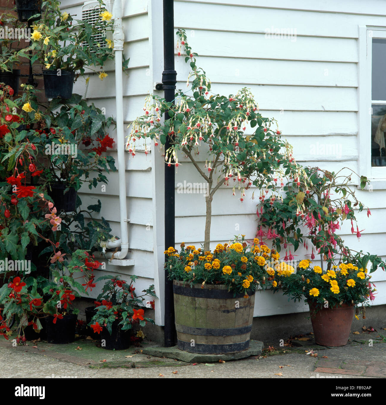 French marigolds in wooden barrels with standard fuchsias against cottage wall Stock Photo